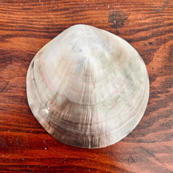 Blacklip Shell Pearl Oyster Boho Jewelry Display Tiki Hawaii Decor - Picture 2 of 3